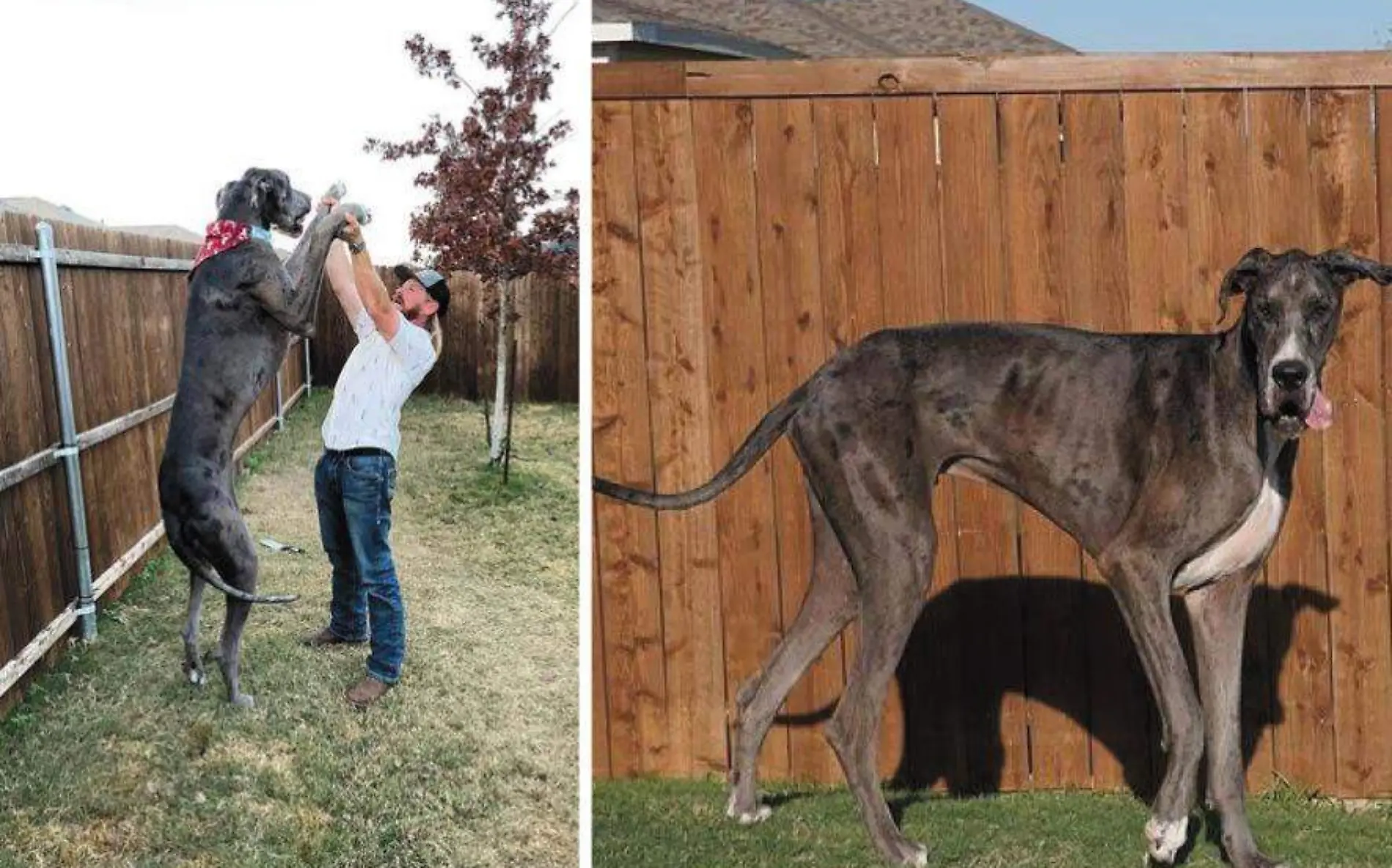 Zeus, el perro que rompió un récord Guinness